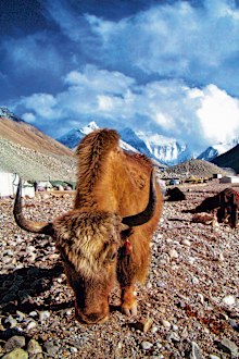 A yak wanders around near the base camp for Mount Everest, which sits quiet and empty in the spring 2020 climbing season.
