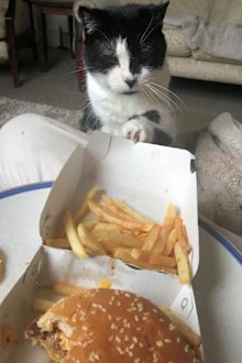 A view of my cat trying to get my Burger and failing