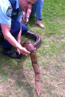 The 2.3m snake. (NSW Police)