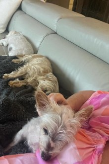 Shelly Horton pets
