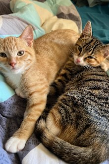 Jo Abi rescue cats and kittens Hills Cat Rescue