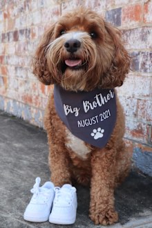She announced her pregnancy on social media with this photo of her dog.