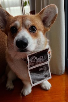 Lydia Williams announces her pregnancy 