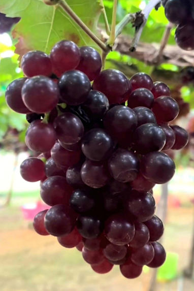 Ruby Roman Grapes