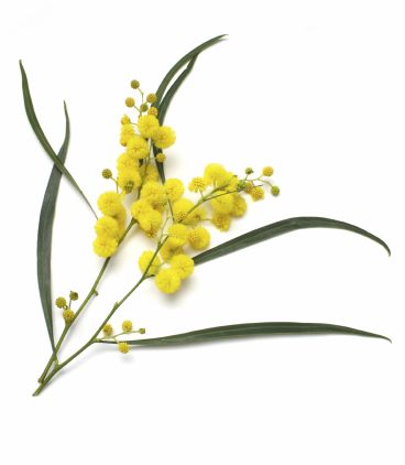 Image result for wattle sprig