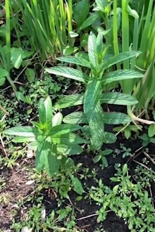 TikTok gardening herbs