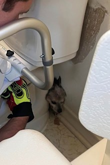 A Texas fire crew rescues a dog, Tippy, trapped behind a toilet.