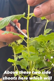 Herb seedling pinched above first two leaf shoots for bushier growth