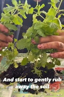 The multiple seedlings found in one supermarket herb pot