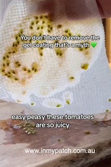 Tomato seeds saved on a paper towel.