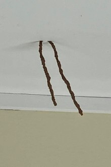 Termite mud tubes