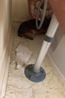 A Texas fire crew rescues a dog, Tippy, trapped behind a toilet.