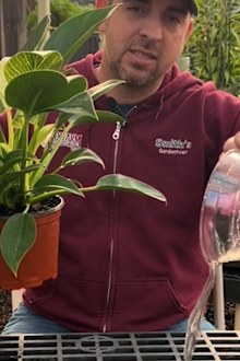 Correct use of a pot saucer for indoor plants