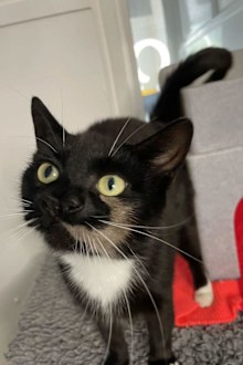 Nanny McPhee is a rare cat because she has two noses.