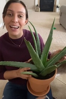 Plant lover's TikTok video goes viral after saving rotting aloe vera plant  bought for just $3 | Nine.com.au