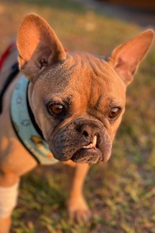 Chauncy the French bulldog who survived tick paralysis