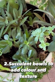 Succulent bowl backyard gardening