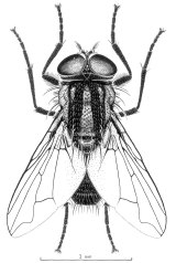 An illustration of the Australian bush fly – Musca vetustissima. By T. Binder / CSIRO. 