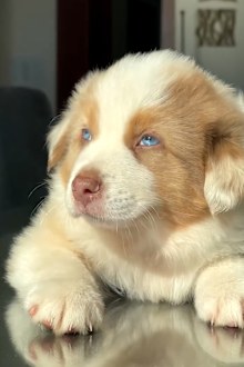 Britney Spears' dog Sawyer.