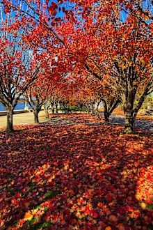 Beautiful autumn trees next to Lake Burley Griffith Canberra