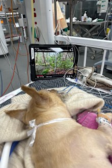 Elwood the 8-year-old Norwich Terrier suffered tick paralysis but has made a full recovery.
