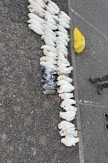 Dead birds found in Springvale, Melbourne