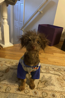 Woman shares photo of shichon dog to facebook group