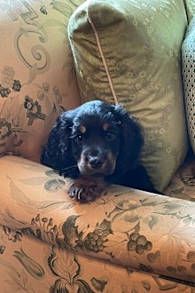 Joey Spencer, Charles Spencer's adorable new cocker spaniel pup.