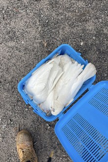 Dead birds found in Springvale, Melbourne