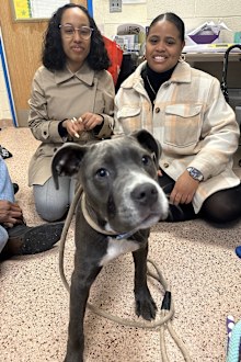 Minerva, a dog abandoned with tears in her eyes finds her forever home