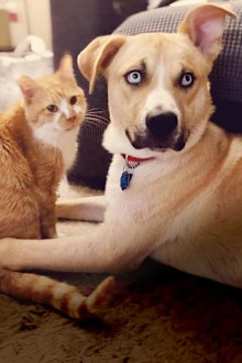 A ginger cat and Siberian husky sitting next to each other in a living room.
