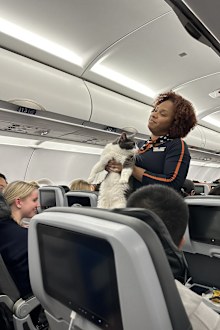 Missing cat on plane