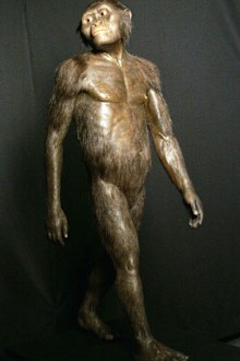 A rendering of what the Australopithecus would have looked like.