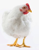 Some chickens were even observed to display Machiavellian tendencies.
