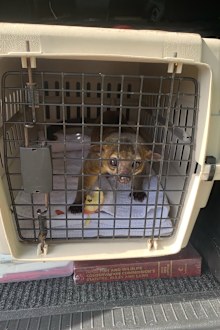 A wily kinkajou ran into a Florida home and bit a man's feet in July, Florida wildlife officials said. 