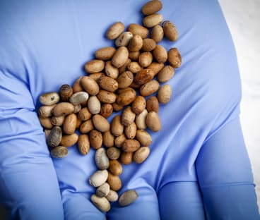 Rare stick insect to go international to save its species