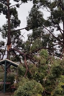 Wild winds have brought a tree down at Narwee. (Supplied, Tracy Grover.)