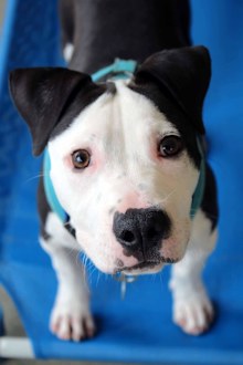 Doggie Rescue Ingleside: Bennet