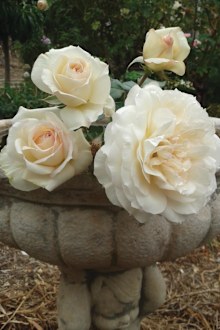 Gardening tips roses