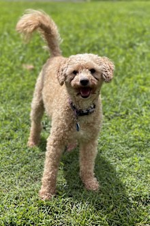 Doggie Rescue Ingleside: Banjo