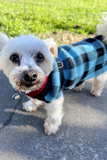 Doggie Rescue Ingleside: Dezzy