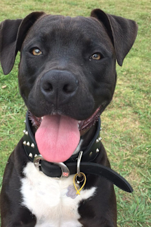 Thor has already been deemed "dangerous" by Waverly Council after mauling another dog in April at Bronte Beach in Sydney's eastern suburbs.