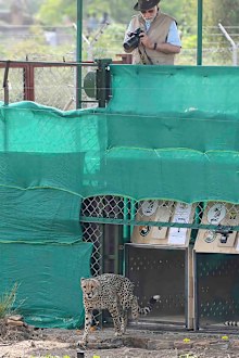 Indian Prime Minister Narendra Modi watching a cheetah after it was released in an enclosure at Kuno National Park, in the central Indian state of Madhya Pradesh.
