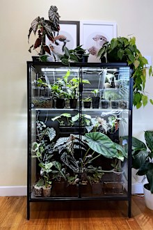 Indoor plants, houseplants