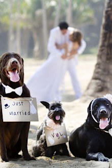 Dogs at wedding. Happy bridal couple. Bride and groom. Wedding day