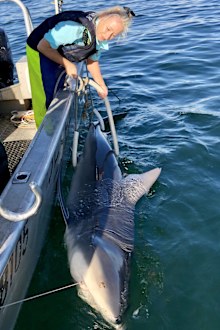 Amy Smoothey shark tagger
