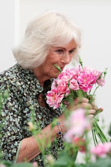 LONDON, ENGLAND - MAY 20: Queen Camilla smells roses called "The King's Rose", of David Austin Roses, during a visit to the RHS Chelsea Flower Show at Royal Hospital Chelsea on May 20, 2025 in London, England. (Photo by Toby Melville - WPA Pool / Getty Images)