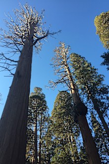 The Sierra Nevada in northern California is famous for the majestic sequoias.
