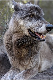 Yuki was recently diagnosed with terminal blood cancer, however he is still lively and energetic with the volunteers at Shy Wolf Sanctuary in Florida.