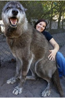 Yuki was dumped at a kill shelter when he was eight-months-old because he was growing too fast.